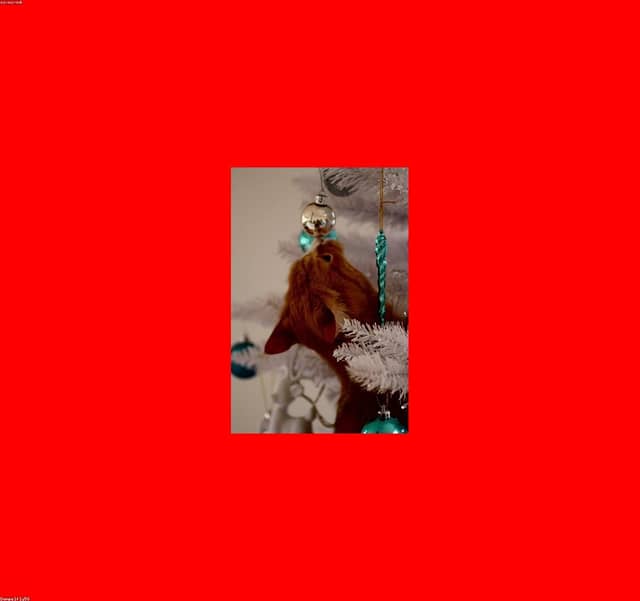 IicP8rS